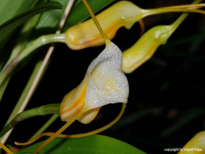 Masdevallia_ampullacea