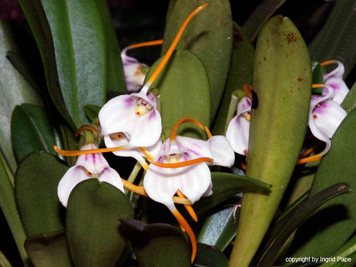 Masdevallia_attenuata
