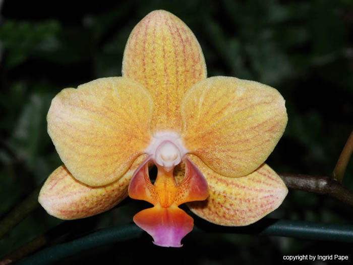 Phalaenopsis_Brother_Pico_Striper