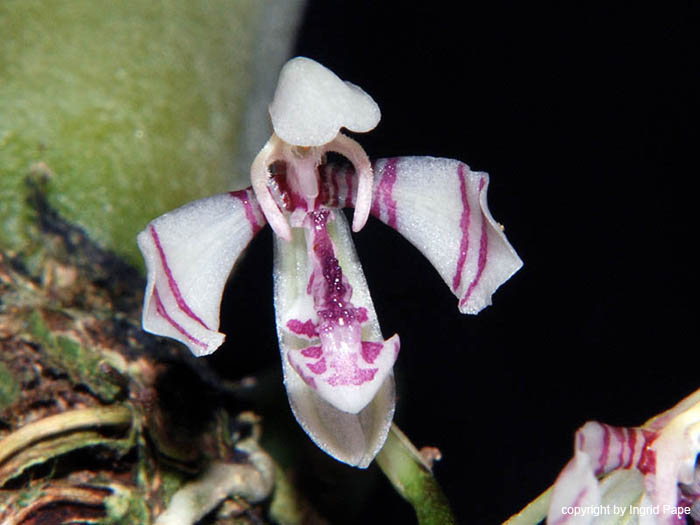 Specklinia_pulchellus