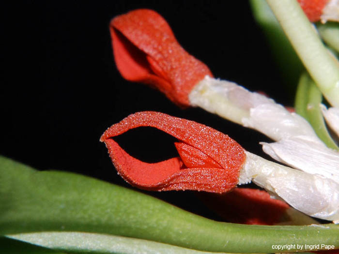 Specklinia_tribuloides