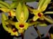 Catasetum_christyanum_Brasilien
