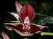 Catasetum_expansum