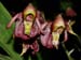 Catasetum_maculatum_Mexiko_S-Amerika