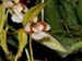Coelogyne_fuscescens_var_brunera