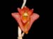 Dendrobium_faciferum