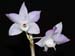 Dendrobium_hercoglossum