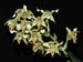 Dendrobium_polysema