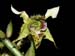 Dendrobium_polysema2