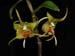 Dendrobium_tobaense