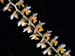 Dendrochilum