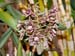 Epidendrum_marmoratum2