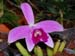 Laelia_pumila