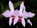 Laelia_sierrae_Honduras