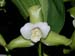 Lycaste_leucantha_Costa_Rica