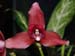 Lycaste_macrophylla_x_skinneri