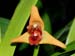 Maxillaria_elatior_Mexiko_Guatemala_Honduras_Costa_Rica