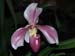 Paphiopedilum_Aladin