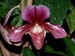 Paphiopedilum_Leyburnense_Magnificum