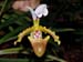 Paphiopedilum_spicerianum_Assam