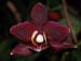 Phalaenopsis_Black_Jack