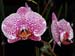 Phalaenopsis_Everspring_King_Sunjye