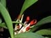 Specklinia_tribuloides2