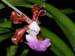 Vanda_insignis
