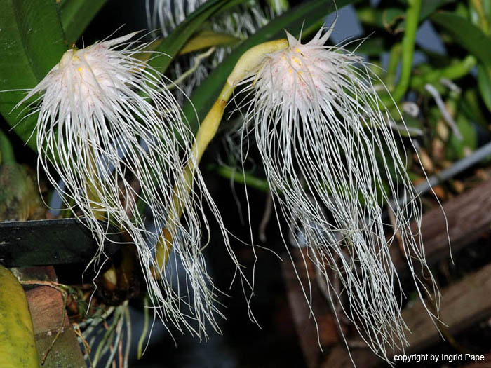 Bulbophyllum_medusae2