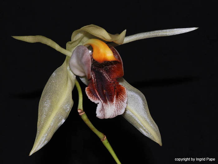 Coelogyne_rumphii
