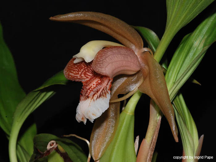 Coelogyne_speciosa