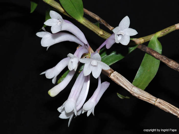Dendrobium_aphanochilum