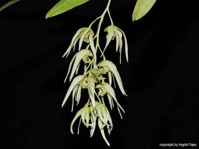 Dendrobium_denudans