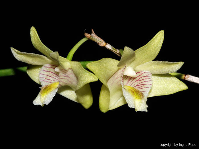 Dendrobium_junceum
