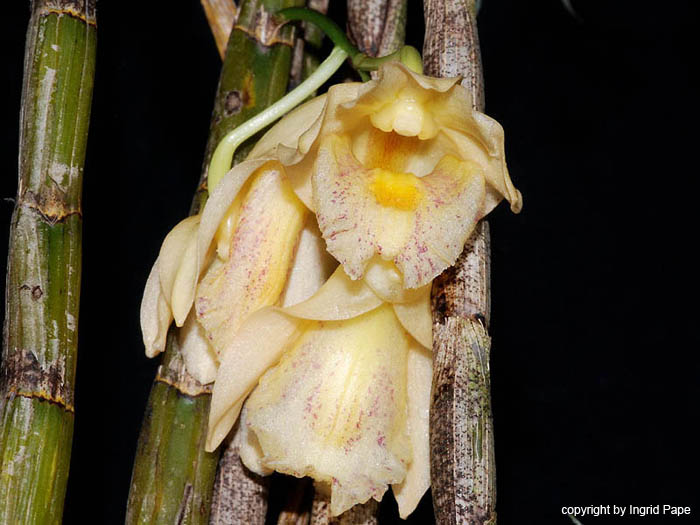 Dendrobium_nudum