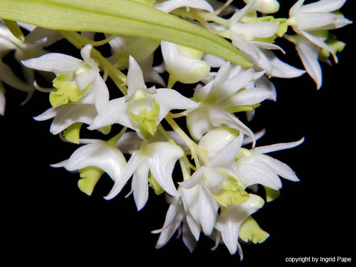 Dendrobium_wilmsianum2