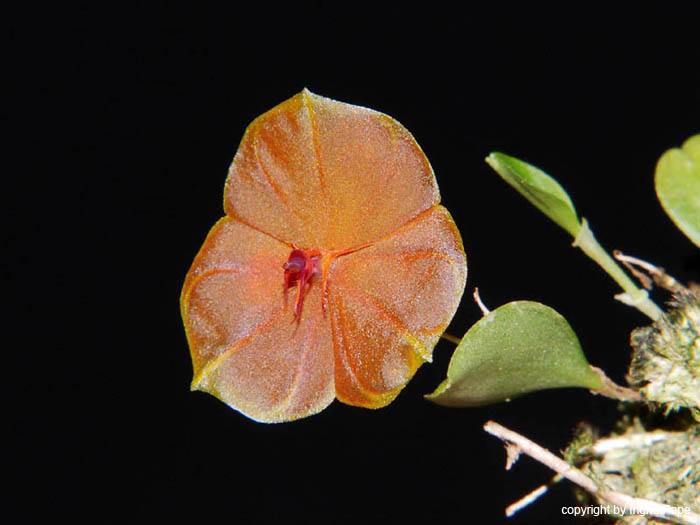 Lepanthes_telipogoniflora