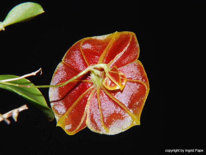 Lepanthes_telipogoniflora2