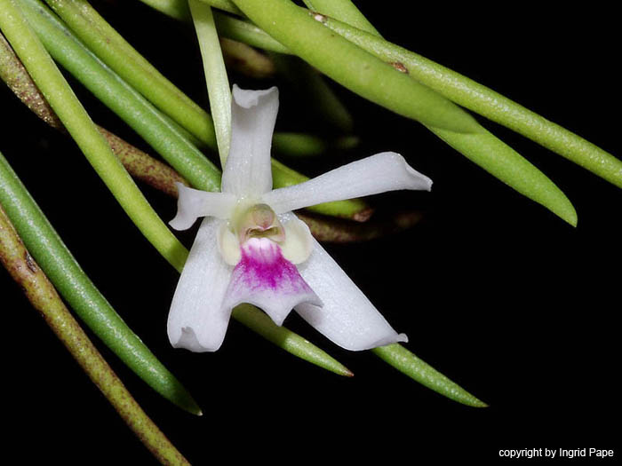 Leptotes_tenuis