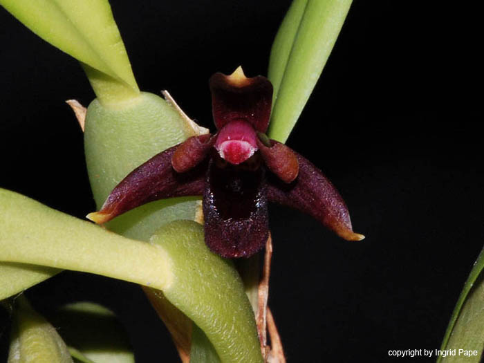 Maxillaria_variabilis_Red