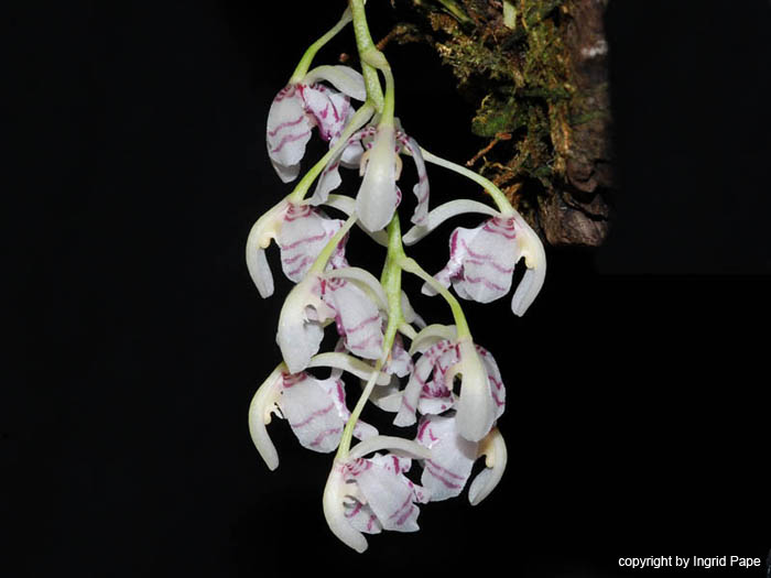 Oncidium_waluewa