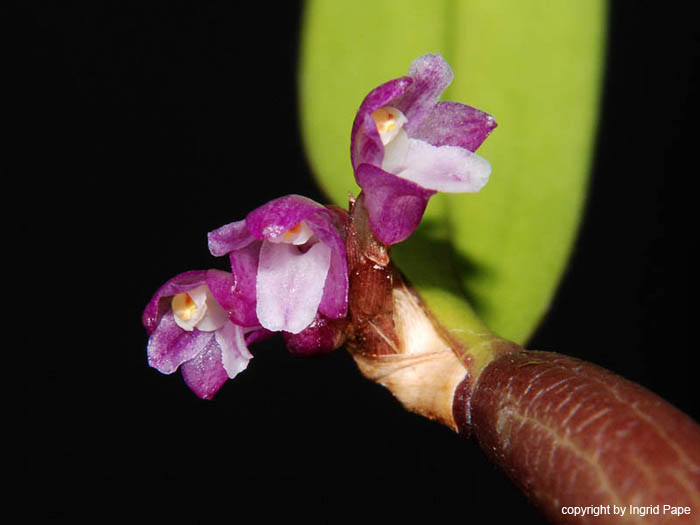 Scaphyglottis