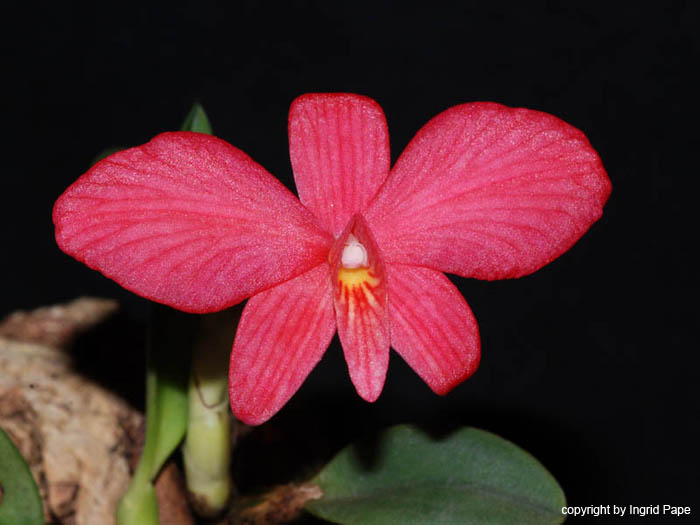 Sophronitis_brevipedunculata
