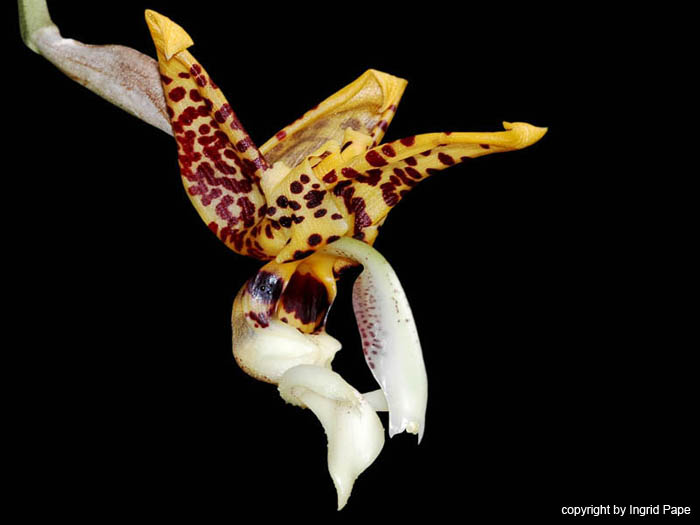 Stanhopea_schilleriana_Kolumbien