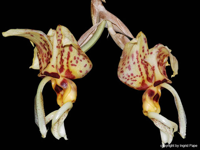 Stanhopea_shuttleworthii