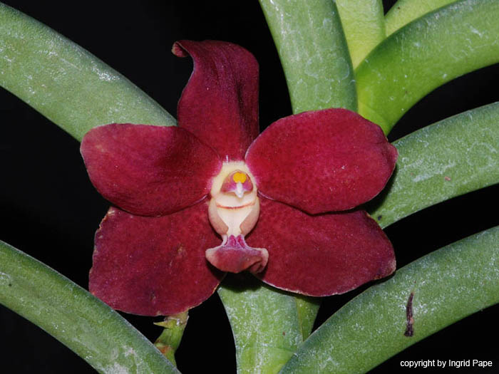 Trichovanda_Thai_Velvet_Meechai