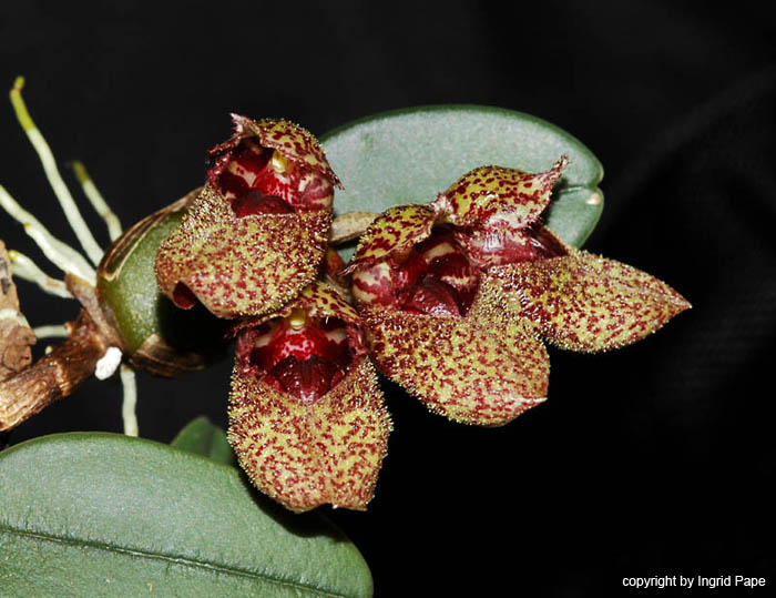 bulbophyllum_frostii