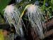 Bulbophyllum_medusae2