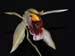 Coelogyne_rumphii