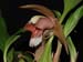 Coelogyne_speciosa